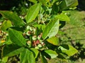 Ripening blueberries growing on bushes. Blueberry vaccinium uliginosum and bunches of green ripening berries on branches of bush Royalty Free Stock Photo