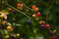 Ripening Blueberry crop 14344 Royalty Free Stock Photo