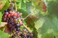 Ripening bunch of grapes on blurred background