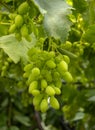 Ripening bunches of white grapes ripen under the gentle summer sun in Greece Royalty Free Stock Photo