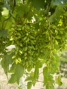 Ripening bunches of white grapes ripen under the gentle summer sun in Greece Royalty Free Stock Photo