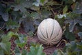 Ripening Cantaloupe