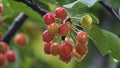 Ripening cherries on a tree Royalty Free Stock Photo