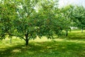 Ripening cherry fruits on a cherry tree branch. Harvesting berries in cherry orchard on sunny summer rain