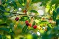 Ripening cherry fruits on a cherry tree branch. Harvesting berries in cherry orchard on sunny summer rain