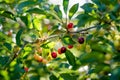 Ripening cherry fruits on a cherry tree branch. Harvesting berries in cherry orchard on sunny summer rain