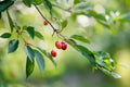 Ripening cherry fruits on a cherry tree branch. Harvesting berries in cherry orchard on sunny summer rain Royalty Free Stock Photo