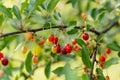 Ripening cherry fruits on a cherry tree branch. Harvesting berries in cherry orchard on sunny summer rain