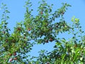 Ripening cherry plum berries