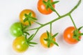 Ripening Cherry Tomatoes