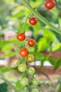 Ripening cherry tomatoes branch growing in the greenhouse in the summer organic garden, agriculture concept