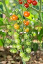 Ripening cherry tomatoes branch growing in the greenhouse in the summer organic garden, agriculture concept Royalty Free Stock Photo