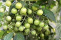 Ripening cherry tomatoes in a greenhouse. Eco farm. selective focus