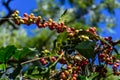 Ripening coffee beans on bush Royalty Free Stock Photo