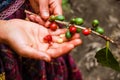 Ripening coffee beans on plant Royalty Free Stock Photo