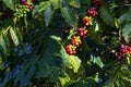 Ripening coffee (coffea) cherries afternoon in sun