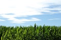 Ripening corn below bright blue sky with clouds. Freshness Royalty Free Stock Photo