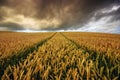 Ripening corn during a storm on the field Royalty Free Stock Photo