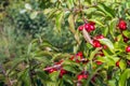 Ripening Cornelian cherry fruits from close Royalty Free Stock Photo