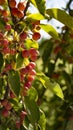 Ripening crabapples Royalty Free Stock Photo