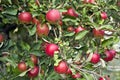 Ripening of a crop of apples