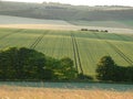 Ripening crop with parallel lines.