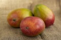 Ripening stone fruits mangoes spread on light brown jute background, product of plant mangifera, green red color Royalty Free Stock Photo