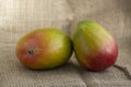 Ripening stone fruits mangoes spread on light brown jute background, product of plant mangifera, green red color Royalty Free Stock Photo