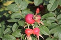 The ripening dogrose fruits Royalty Free Stock Photo