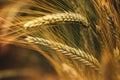 Ripening ear of common wheat in field Royalty Free Stock Photo