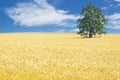 Ripening ears of rye in a field. Field of rye. Crops field Royalty Free Stock Photo