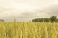 Ripening ears of wheat field with cloudy sky Royalty Free Stock Photo
