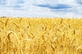 Ripening ears of yellow golden wheat field with blue sky and clouds, summer harvest, rural meadow Royalty Free Stock Photo