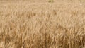 Ripening ears of yellow wheat field. Rye rural meadow background. Nature. Rich harvest Royalty Free Stock Photo