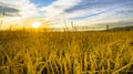 Ripening ears of yellow wheat field at sunset