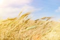 Ripening ears of yellow wheat field on the sunset cloudy blue sky background. golden wheat field and sunny day Royalty Free Stock Photo