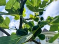 Ripening fig fruits on the tree. Figs On The Branch Of A Fig Tree. Blue sky on background Royalty Free Stock Photo
