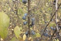 Ripening fruit of blackthorn on the branches Royalty Free Stock Photo