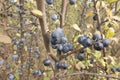 Ripening fruit of blackthorn on the branches Royalty Free Stock Photo