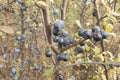 Ripening fruit of blackthorn on the branches Royalty Free Stock Photo