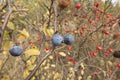 Ripening fruit of blackthorn on the branches Royalty Free Stock Photo