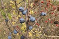 Ripening fruit of blackthorn on the branches Royalty Free Stock Photo