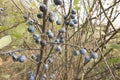 Ripening fruit of blackthorn on the branches Royalty Free Stock Photo