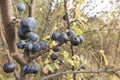 Ripening fruit of blackthorn on the branches Royalty Free Stock Photo