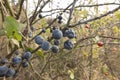 Ripening fruit of blackthorn on the branches Royalty Free Stock Photo