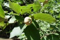 Ripening fruit of quince on the branch of tree Royalty Free Stock Photo