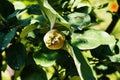 Ripening fruit of quince Royalty Free Stock Photo