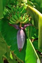 Ripening fruits banana