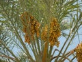 Clusters of dates, date palm fruits Royalty Free Stock Photo