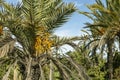 Ripening fruits on the dates palm tree Royalty Free Stock Photo
